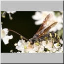 Exenterus amictorius - Schlupfwespe - Parasite of Diprion pini 088c 11mm-fdet02.jpg